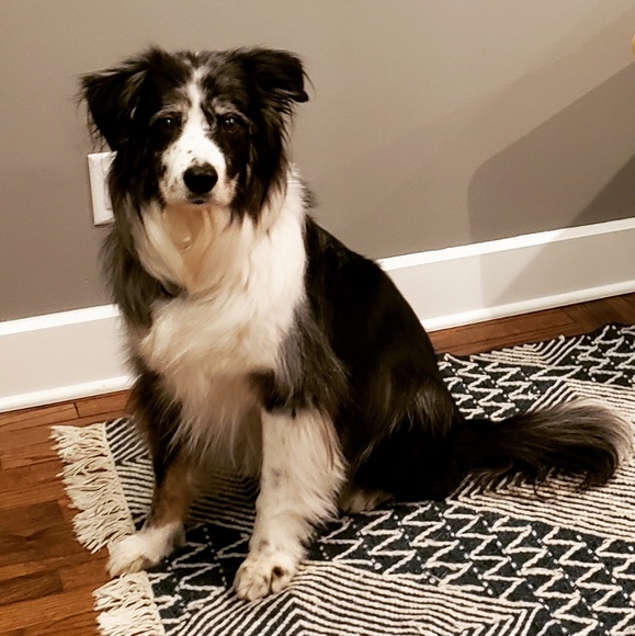 Meet your Posher, Kelly - Picture 1 of 1